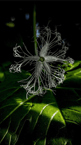 Light and Shadow Photography